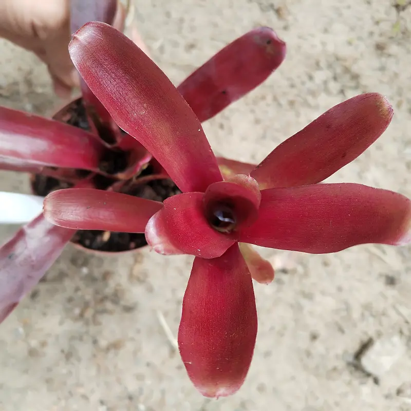 Neoregelia bromeliad (mini) - set of 4 mixed colours - Image 4