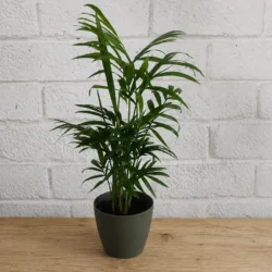 Artevasi plastic decorative pot cover 9cm Dry green
