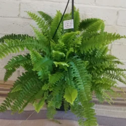 Compact Boston Fern - 20cm hanging basket