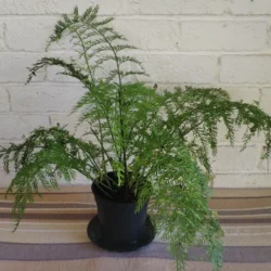Mother fern 14cm