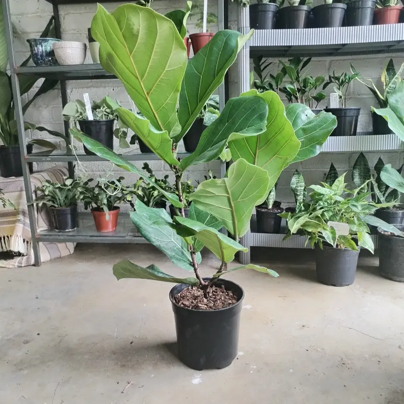 Fiddle Leaf Fig - 19cm - Image 2