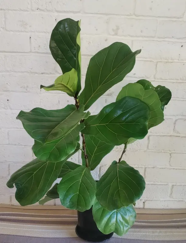 Fiddle Leaf Fig - 19cm - Image 6