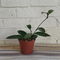 Hoya Carnosa (Wax Plant) – 12cm