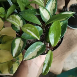 Hoya ''Krimson princess' - 14cm