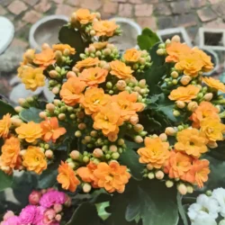 Kalanchoe 14cm (Orange)