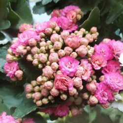 Kalanchoe 14cm (Pink)