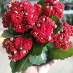 Kalanchoe 14cm (Red)