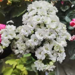 Kalanchoe 14cm (White)