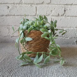 Natural basket small - fits 12cm nursery pot