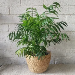 Natural basket - fits 15cm nursery pot