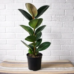 The Rubber Tree - Robusta - 19cm