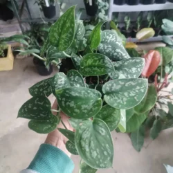 Satin pothos - 15cm