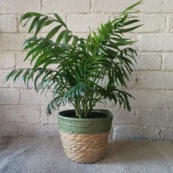 Two-tone natural basket - fits 15cm nursery pot