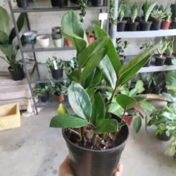 ZAMIACAULCUS ZAMIIFOLIA - ZZ PLANT GREEN 14CM